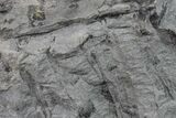 Fossil Lycopod Tree Root (Stigmaria) - Kentucky #160234-2